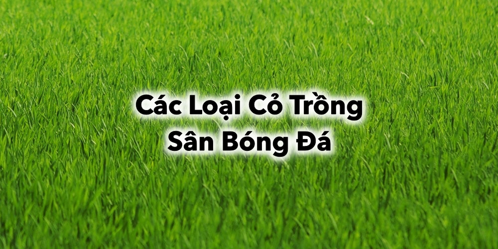 Khám phá Chi Tiết Các Loại Cỏ Trồng Sân Bóng Đá